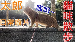 貓咪日常廢片#2 | 美短太郎散步去 | 公園遛貓 | 逆光少男 | cat is walking at outside to explore the world