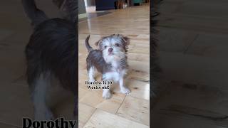 Dorothy the chocolate yorkie #chocolateyorkie #puppies #babydog #star #dorothy
