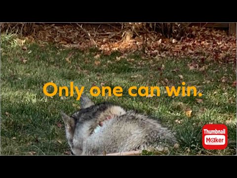 Ibby vs hose but only one can win!