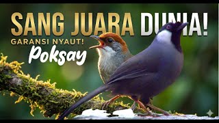 Download lagu Masteran POKSAY MANDARIN Gacor [Sang Juara Dunia] - Isian Mewah & Jernih, Garansi Nyaut! [Baru 2024] mp3