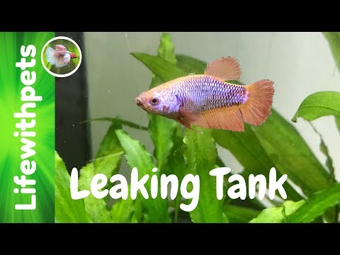 Leaking Betta Fish Tank and Moving Fish around