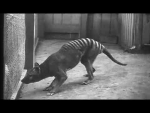 Last Known Tasmanian Tigers (1933)
