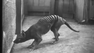Last Known Tasmanian Tigers (1933)