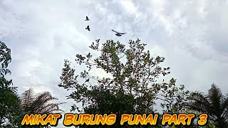 Download lagu hari ini mulut burung punai!!!pasang tajur lama uji kerakas mantab mp3 Download lagu hari ini mulut burung punai!!!pasang tajur lama uji kerakas mantab mp3