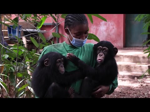 Deforestation displaces chimps and puts water supply at risk in Sierra Leone | AFP