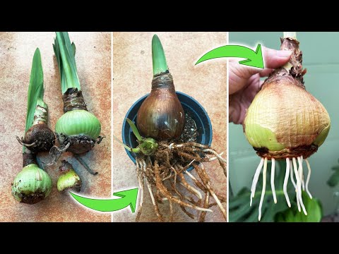 Att odla amaryllislökar: Vad ska man göra om amaryllislöken inte rotar?