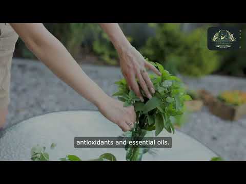 Discover the incredible health benefits of basil! 🌿