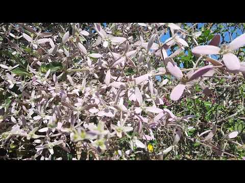 Como cultivar congeia trepadeira ideal para pergolados