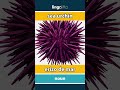 sea urchin - erizo de mar video thumbnail