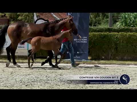 Comtesse v/h gouden Bit Z