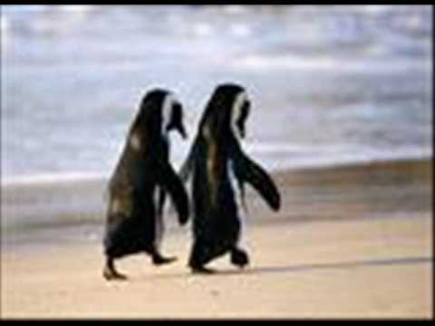 interpretabil  - Mi'e dOr