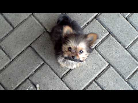 Yorkshire Mix Betti Bonndorf