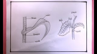 How To Draw Monocot And Dicot Leaves Easy