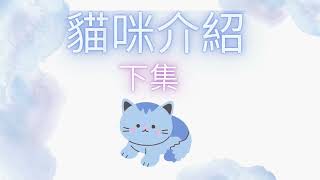 貓咪介紹(下集)😺關於可愛貓咪知識(完結)