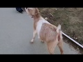 Goats Poop