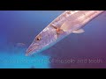 Barracuda Attack On Fish Caught On Video