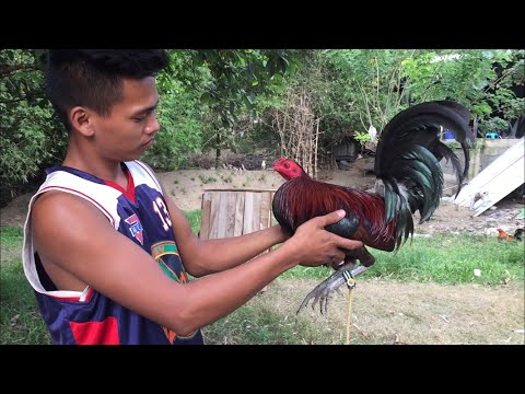 Gilmore Hatch X MCLean Hatch