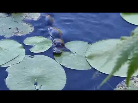 સરનામું રાખવામાં આવ્યું, Malanda, QLD 4885, 3 રૂમ, 1 બાથરૂમ, House