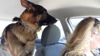 German Shepherd suddenly realizes he is at the vet