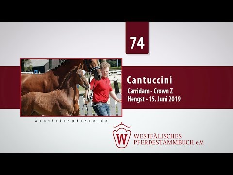 74 Cantuccini  Hengst v.Carridam - Crown Z