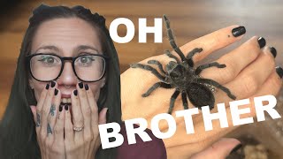 Angry Toxic Tarantula Gatekeeper Yells At Us All
