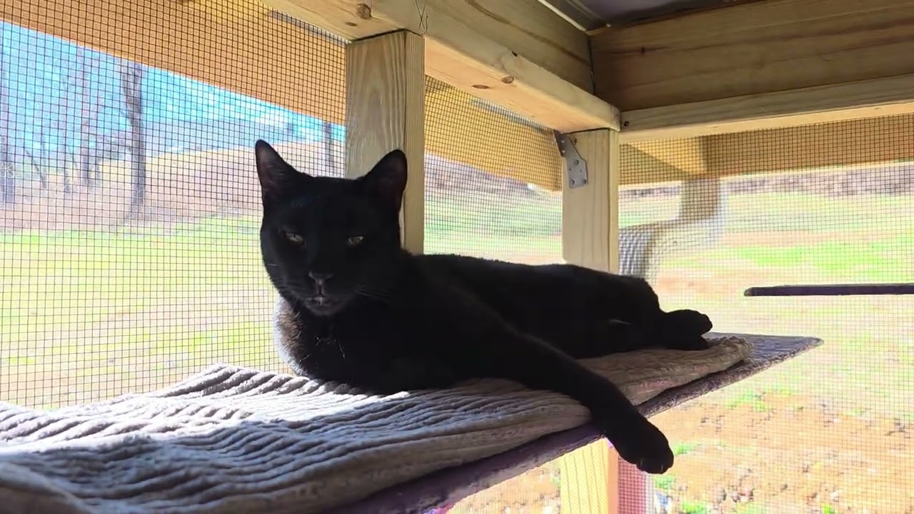 Toby, a Adoptable Domestic Short Hair in Blairsville, GA video 3/5