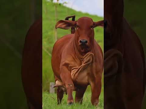 Eid UL Azah Beautiful Animals.