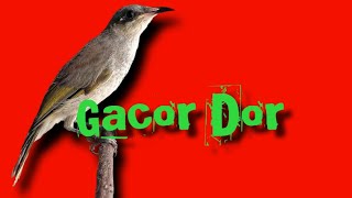 Download lagu Sekali dengar kombo manapun langsung gacor dor mp3