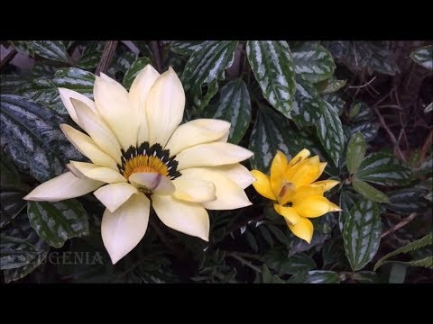 My heart trembles with tenderness and love! Very beautiful music! best novelty