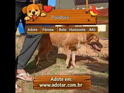 Vídeo de Pandora