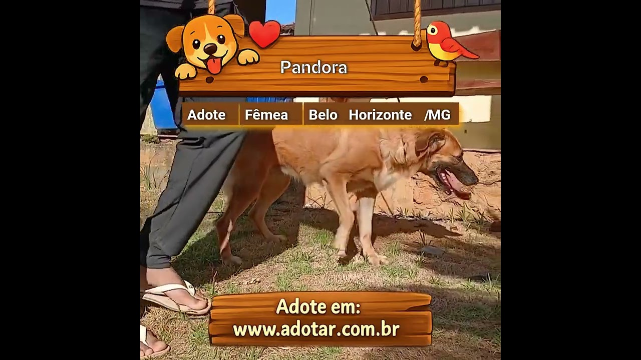 Cachorro raça SRD-ViraLata idade 1 ano nome Pandora
