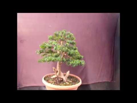 moshe emergui - myrtus tarentina first stiling