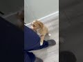 Mini Goldendoodle dogs for sale: Jackson - Video 1