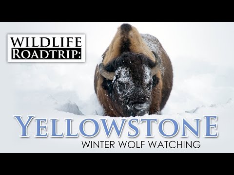 Winter Wildlife in Yellowstone