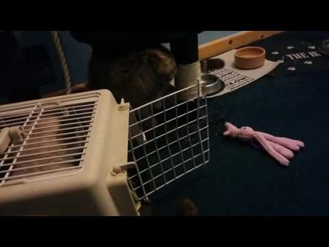 Cats meeting new kitten