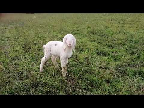 GREGGE al pascolo : un "incontro ravvicinato"