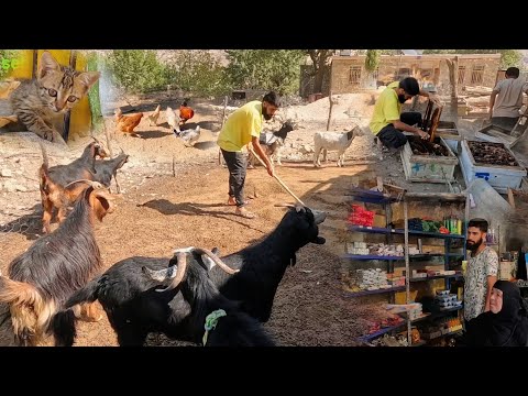 Exchange of goods: cleaning goat pens: keeping bees,Watching puppies and cats, nomads of iran