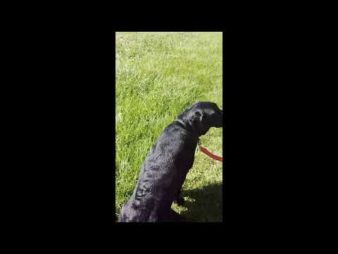 Farina The Guide dog Title Sequence Season 1