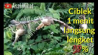 Download lagu SUARA PIKAT CIBLEK AMPUH 100% LENGKET mp3 Download lagu SUARA PIKAT CIBLEK AMPUH 100% LENGKET mp3