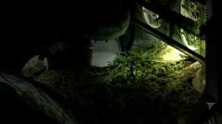 Stasis trailer teaser
