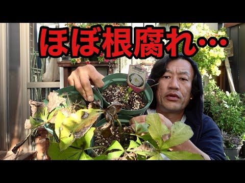 園芸 ヘレボルス