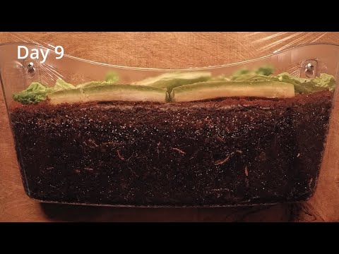 ENC Worm Bin Continued with Mites 35-day Time-Lapse FULL - vermicomposting