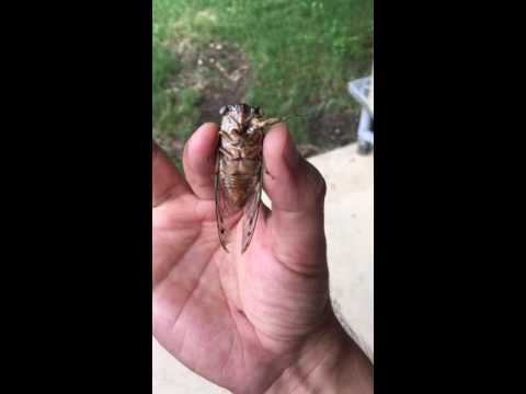 Cicada close up