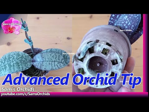 Advanced orchid tips & Phal. schilleriana in spike.