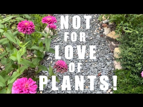 Unfiltered Friday: My Journey into Gardening Beginnings