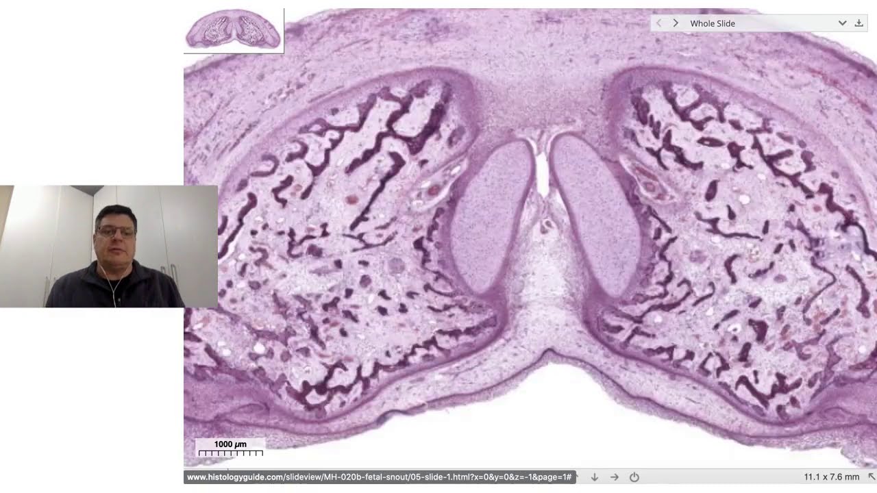 Descrição histológica do tecido cartilaginoso