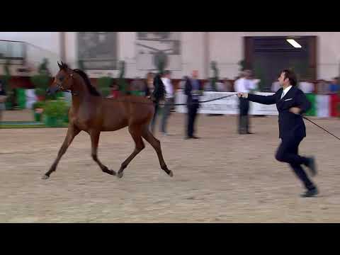 N.114 RENOIR DI MAR - Italian Nationals 2018 - Futurity Colts (Class 14)