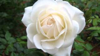 Elizeth Cardoso (ao vivo e à capella) - Serenata do Adeus - Vinícius de Moraes