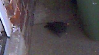 Blackbird hit my window! Was it a sign/omen?