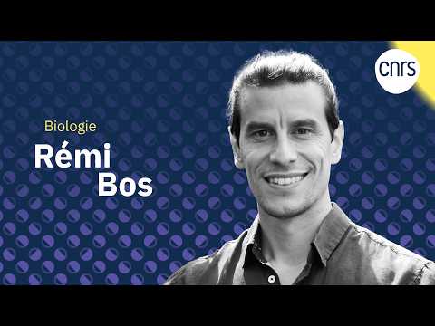 Rémi Bos, révéler la dynamique neurogliale du système nerveux | Talents CNRS